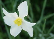 daffodil